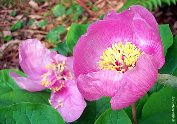 paeonia_mascula