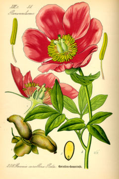 240px-illustration_paeonia_mascula0